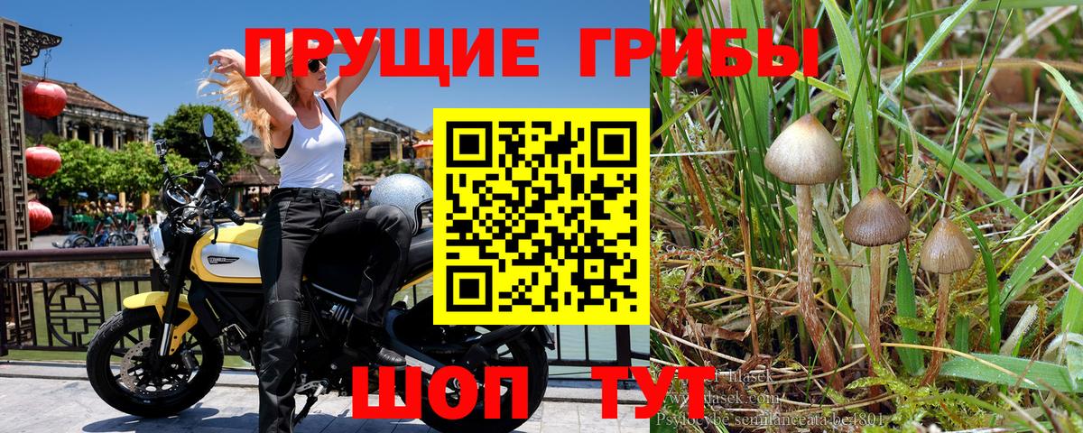 Галлюциногенные грибы Psilocybine cubensis Котельники
